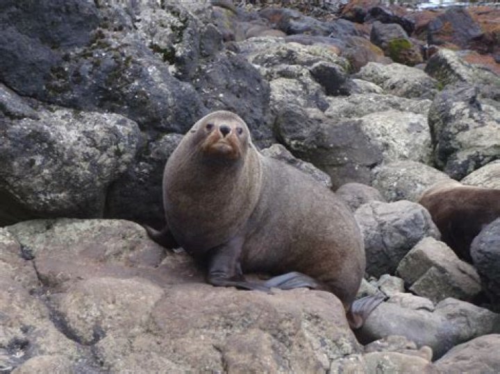 Are New Zealand fur seals native to Australia?