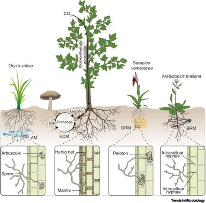 How has fungi evolved over time?