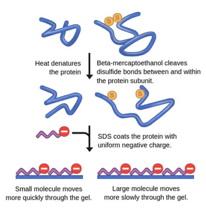 How is the function of SDS and beta-mercaptoethanol in sample buffer?