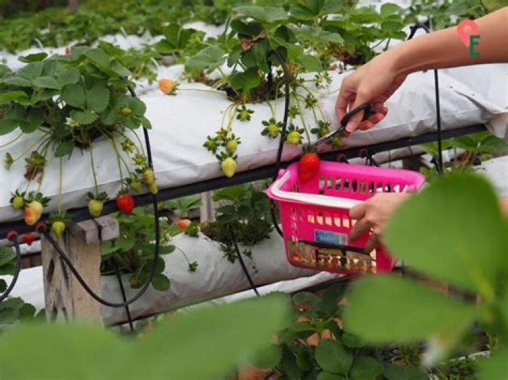 How much do strawberry pickers get paid UK?