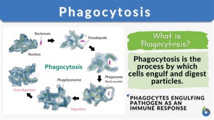 Is phagocytosis selective in Tetrahymena?