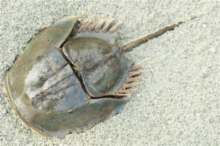 What are horseshoe crabs most closely related to?