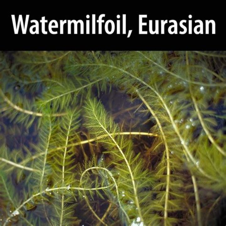 What are the problems with Eurasian milfoil in Washington state?