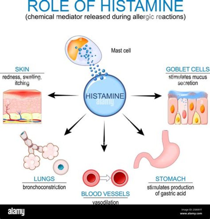 What does a histamine do?