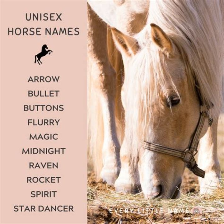 What is a horse with a horn called?