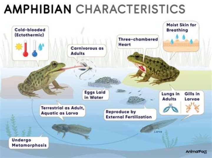 What is a simple definition of an amphibian?