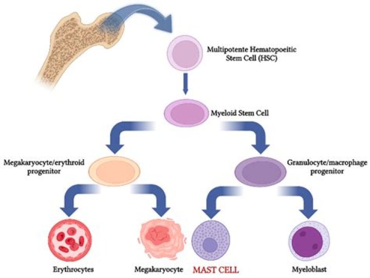 What is anisocytosis normal range?