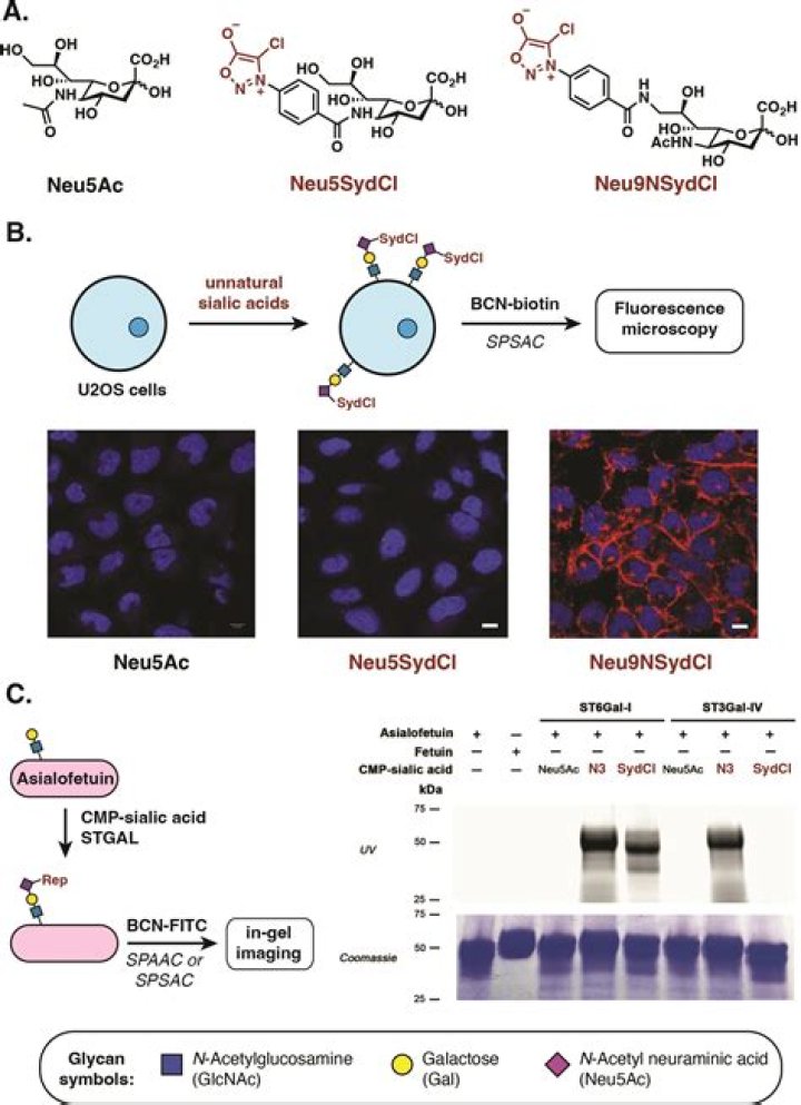 What is cacodylate buffer?