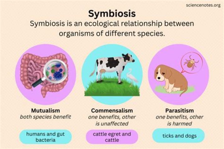 What is the cut off for Symbiosis Pune law?