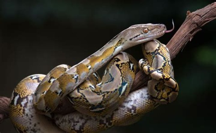 What is the diet of a reticulated python?
