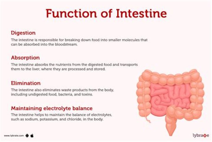 What is the function of the small intestine in a frog?
