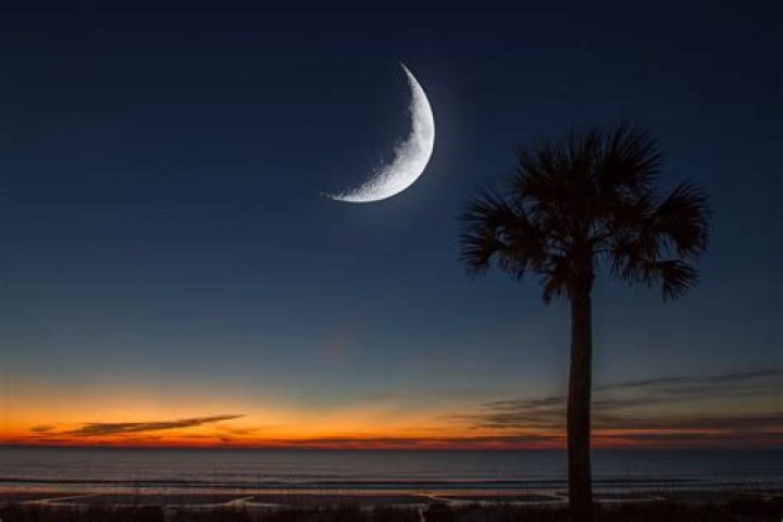 What is the meaning of the palm tree and crescent moon?
