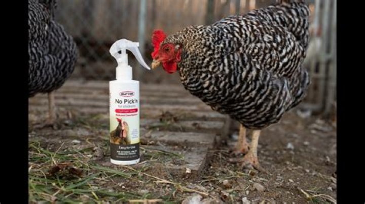 What to spray on chickens to stop pecking?