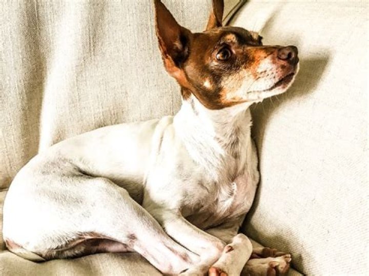 What traits do Rat Terriers have that are useful to humans?