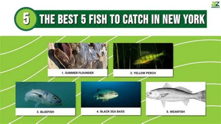 Where are they catching fish in Corpus?