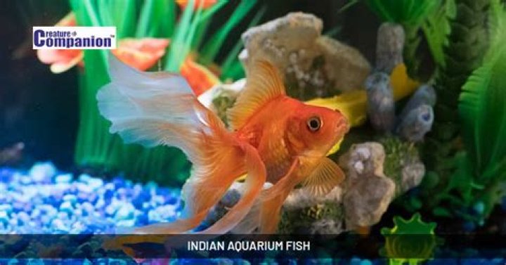 Which fish is good for tandoor?